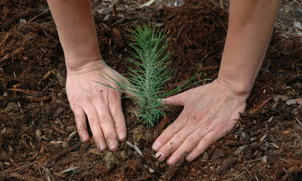 TreeSisters: planting trees