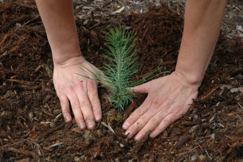 TreeSisters: planting trees