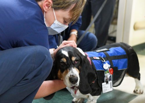 therapy dog and medical center staff countering cancer